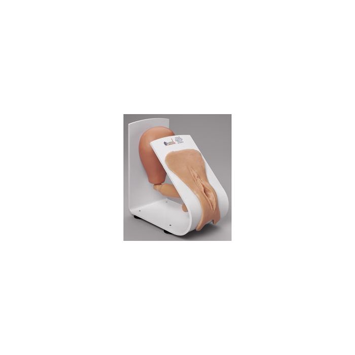 Simulaids Female Catheterization Trainer