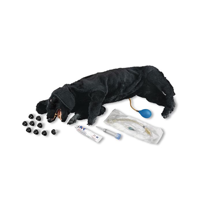Basic Sanitary CPR Dog