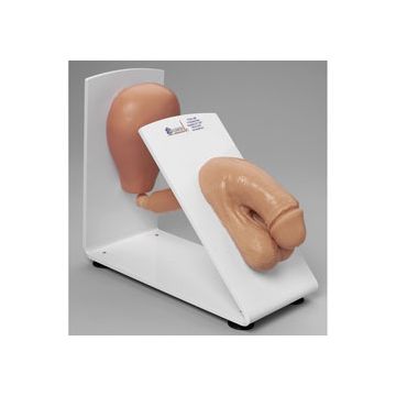 Simulaids Male Catheterization Trainer