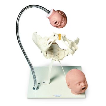 Simulaids Pelvic Bone With Fetal Heads On Stand