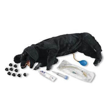 Basic Sanitary CPR Dog