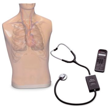 Auscultation Trainer w/Speaker, Export